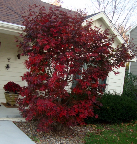 Jadrovníky s plátkami opečenej slaniny - nový variant (fotorecept) - obrázok 10