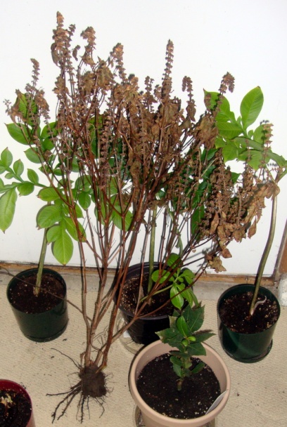 Zeleninová hustá krémová polievka z konzervy (fotorecept) - obrázok 10