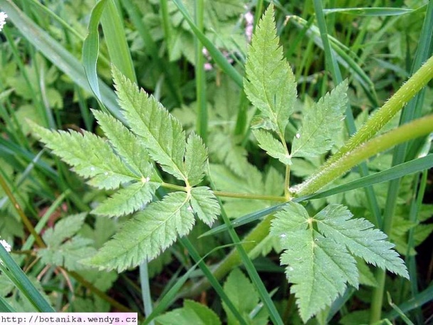 Krémová polievka zo zeleniny à la Mode de Tours (fotorecept) - obrázok 11