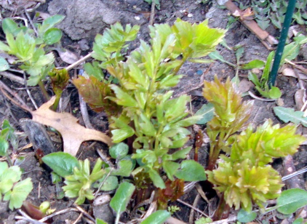 Hovädzí perkelt Iowa s maslovými nokerdľami (fotorecept) - obrázok 8