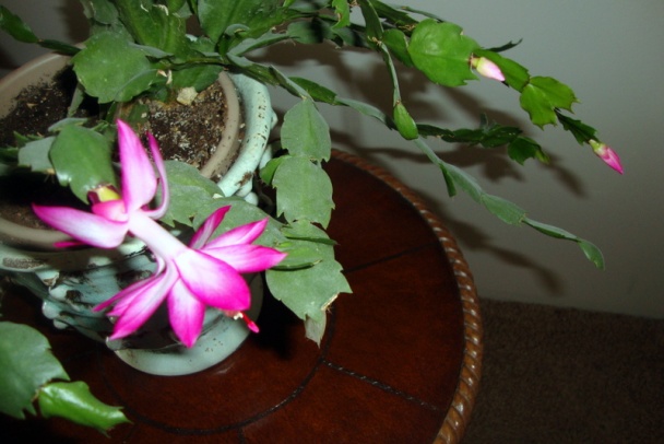 Kurací perkelt alias Orzotto (fotorecept) - obrázok 11