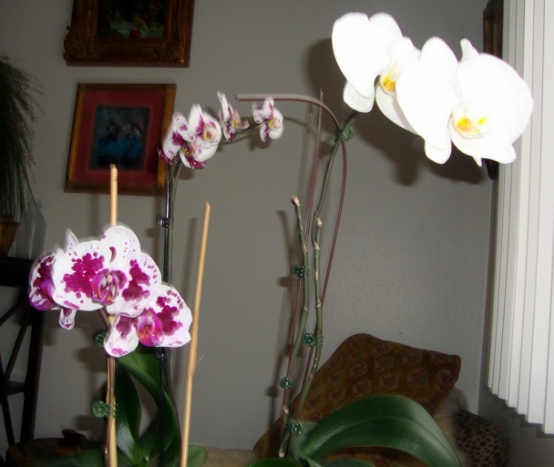 Mäsové šišky, servírované ako čevabčiči (fotorecept) - obrázok 7