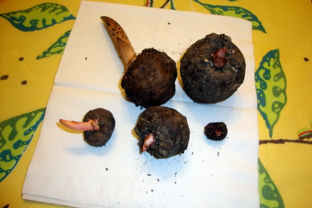 Čierna reďkvička na všestranné uľahčenie (fotorecept) - obrázok 10