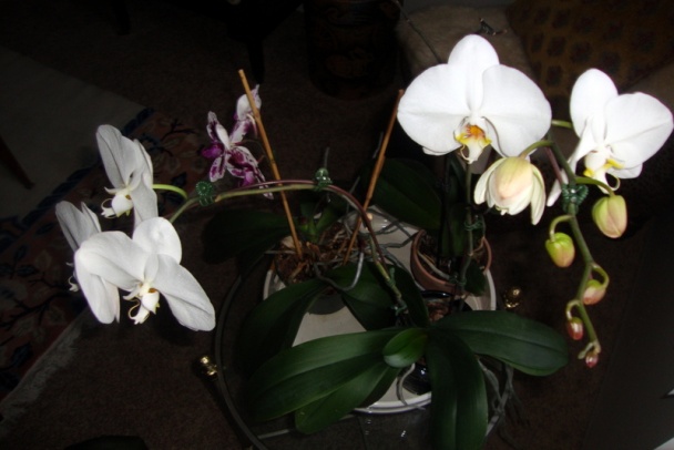 Ryža s koriandrom, príloha s novou chuťou (fotorecept) - obrázok 10