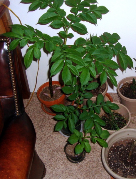 Bravčové na paradajkách (fotorecept) - obrázok 11