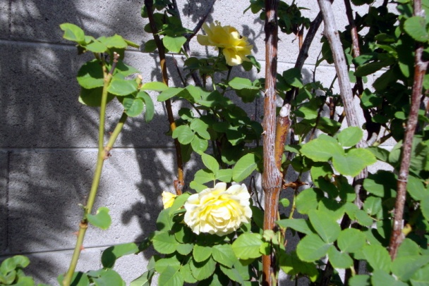 Kombinovaný rezeň s mortadelou a paradajkou (fotorecept) - obrázok 12