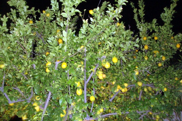 Dusený hrášok na pancette a šalotke (fotorecept) - obrázok 12