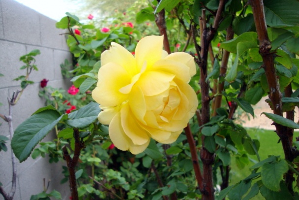 Kuracie kyjačiky na smotane s jalapeño a hubami (fotorecept) - obrázok 12