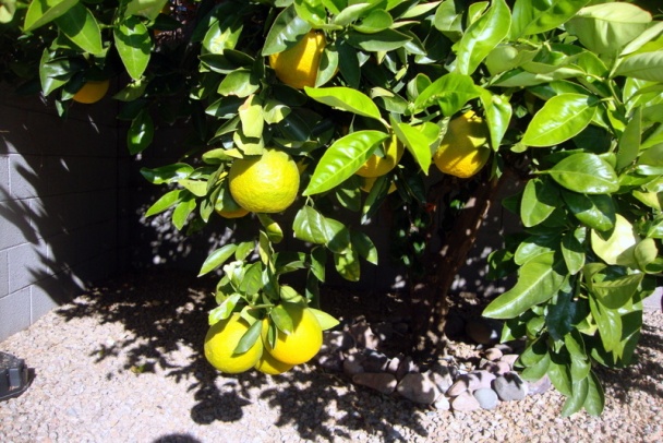 Šampiňóny s vajíčkami a s roquefortom (fotorecept) - obrázok 10