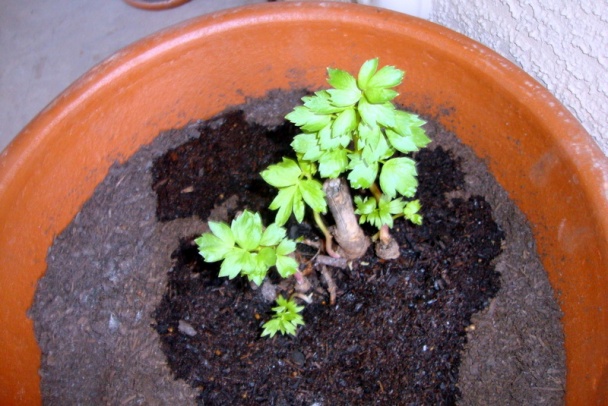 Kuriatka na šalotke s cuketkou (fotorecept) - obrázok 11