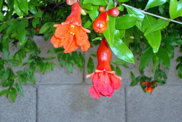 Omeleta s hubovou plnkou (fotorecept) - obrázok 10