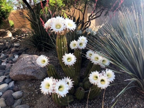 Štrúdľa s jablkami, orechami a brusnicami (fotorecept) - obrázok 12