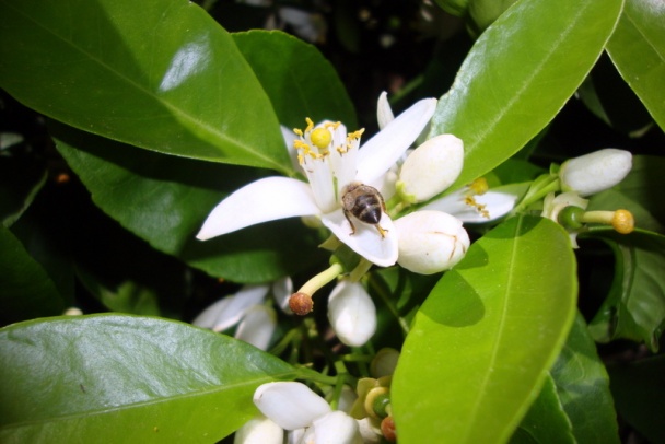 Lahôdkové fašírky z tresky v zemiakoch (fotorecept) - obrázok 14