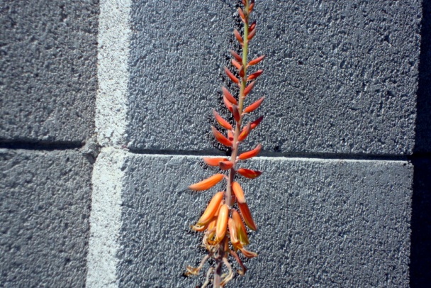 Lahôdkové fašírky z tresky v zemiakoch (fotorecept) - obrázok 15