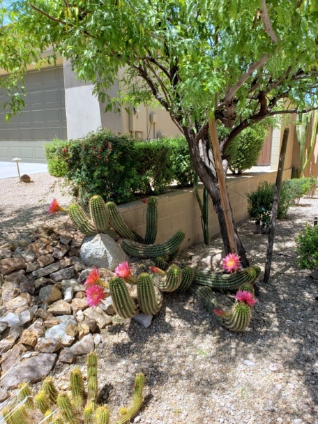 Zeleninová rýchla polievka s liatymi slížami (fotorecept) - obrázok 3