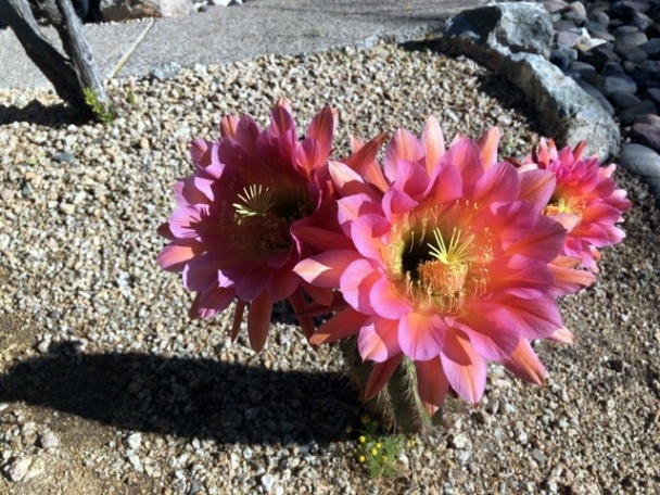 Zeleninová rýchla polievka s liatymi slížami (fotorecept) - obrázok 4