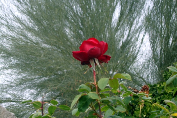 Zelený šalát s farro a opečeným hroznom (fotorecept) - obrázok 8