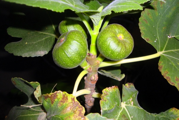 Kuracie plátky na mandliach (fotorecept) - obrázok 7