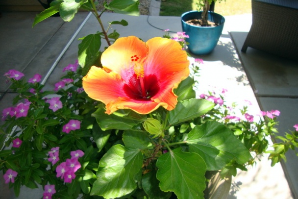 Hrianky s čerstvými hubami a oštiepkom (fotorecept) - obrázok 7