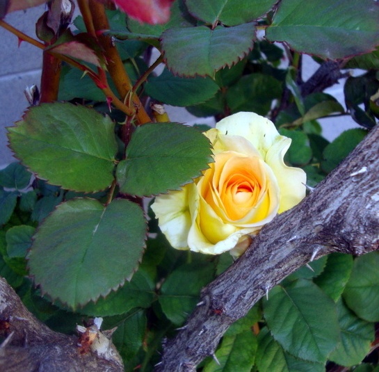 Univerzálny raw šalát z kyslej kapusty (fotorecept) - obrázok 4