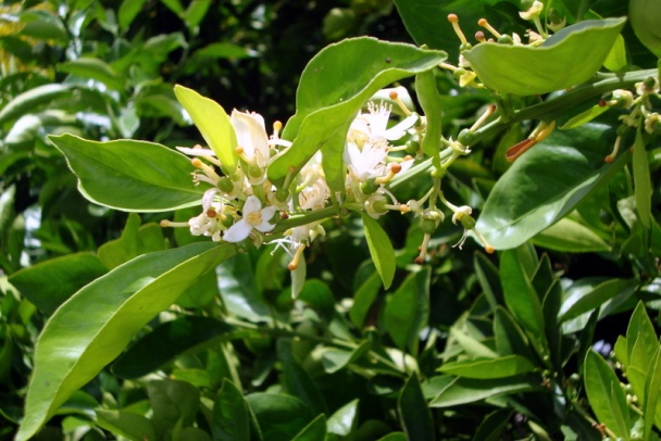 Omeleta s oštiepkom a dusenou zeleninou (fotorecept) - obrázok 9