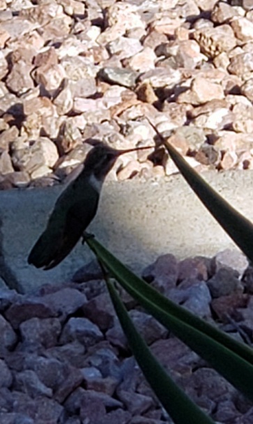 Ľahký raw šalát s avokádom (fotorecept) - obrázok 5