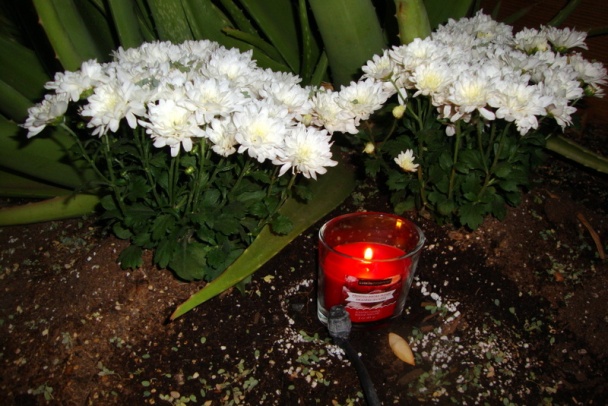 Hovädzia špička s tarhoňou (fotorecept) - obrázok 12