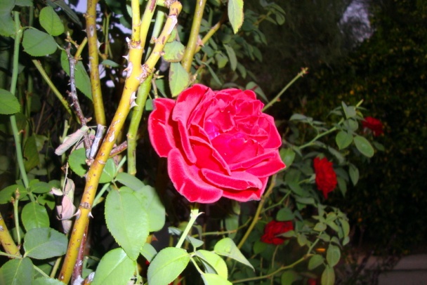 Kuracie prsia s ryžou a bazalkou (fotorecept) - obrázok 8