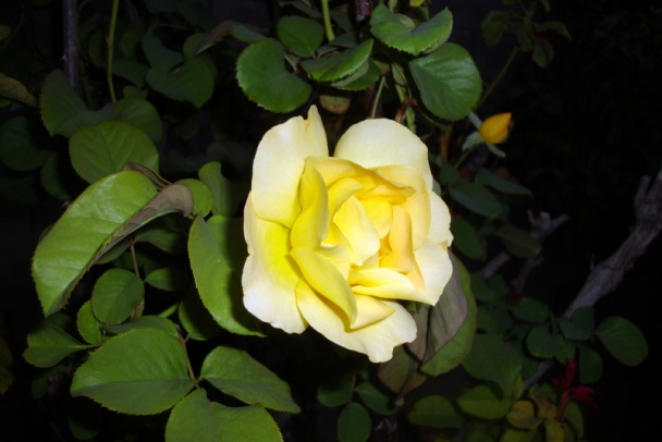 Dusená kapusta s údeným bravčovým mäsom (fotorecept) - obrázok 9