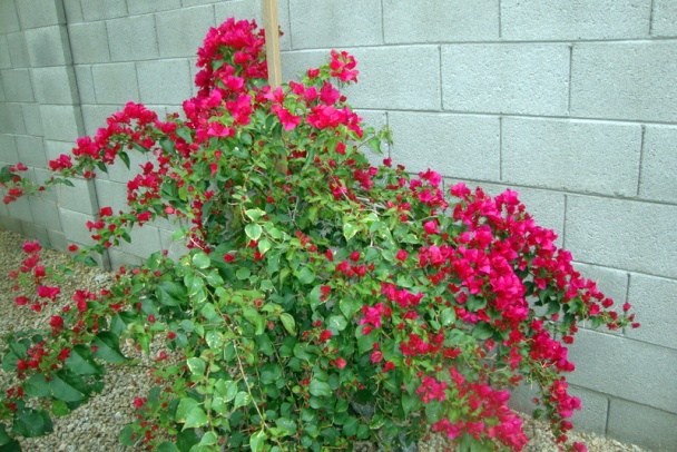 Hovädzia podbrušina pečená so zeleninou (fotorecept) - obrázok 6