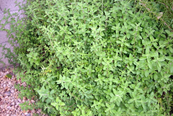 Vajíčkový šalát po našom (fotorecept) - obrázok 8