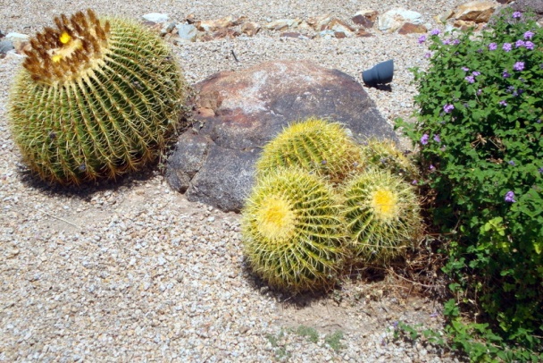 Zemiaky pečené na kukuričnom škrobe (fotorecept) - obrázok 9