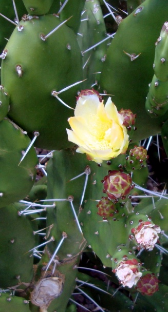 Uhorková omáčka s chrenom k varenému mäsu (fotorecept) - obrázok 11