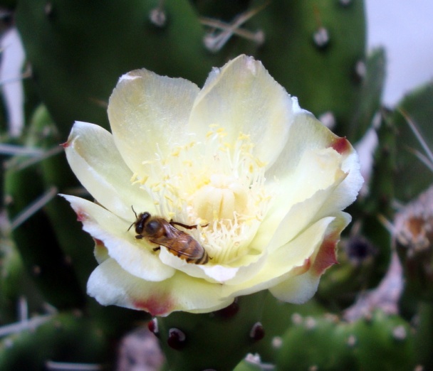 Uhorková omáčka s chrenom k varenému mäsu (fotorecept) - obrázok 12