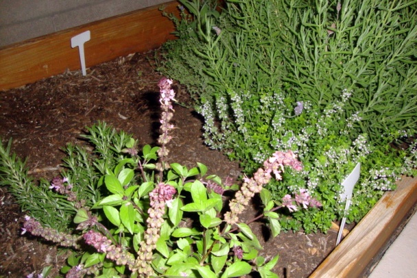 Čarovná panvica s pečeňou, šalotkou a paprikou (fotorecept) - obrázok 7