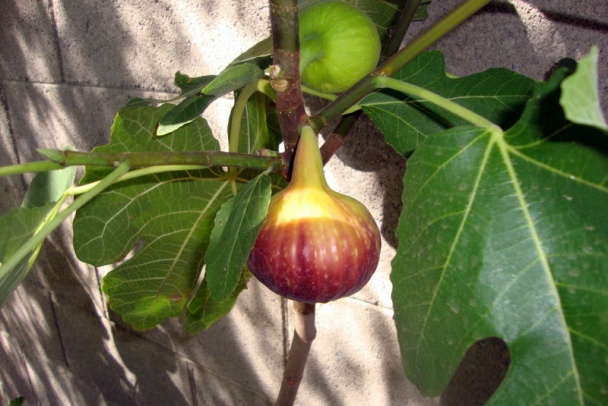 Pečeňové guľky a halušky do kosťovej polievky i mäsového vývaru (fotorecept) - obrázok 14