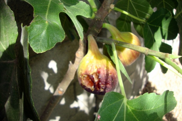 Pečeňové guľky a halušky do kosťovej polievky i mäsového vývaru (fotorecept) - obrázok 15