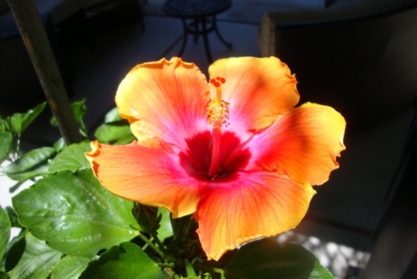 Tzatziki podľa našich chutí (fotorecept) - obrázok 10