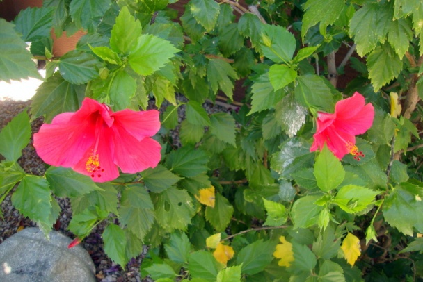 Tzatziki podľa našich chutí (fotorecept) - obrázok 11