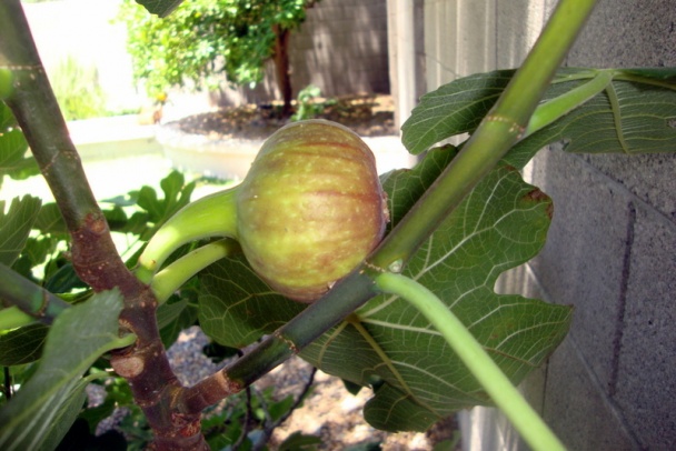 Tzatziki podľa našich chutí (fotorecept) - obrázok 12