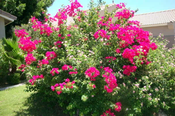 Cestoviny fettuccine s hustou hubovou omáčkou (fotorecept) - obrázok 12