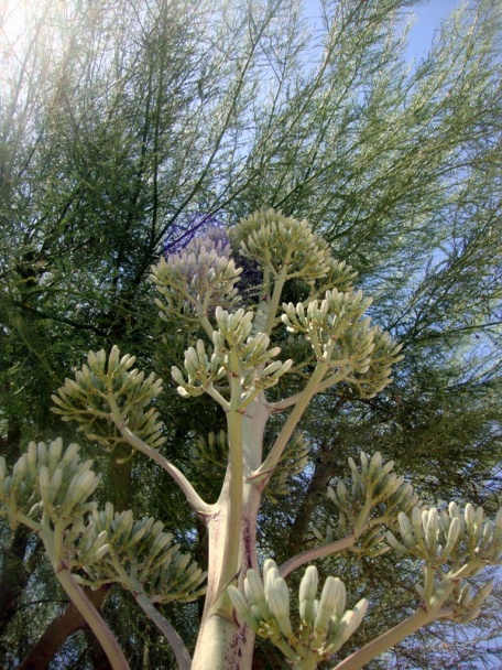 Praženica s chorizom a jadrovníkmi paprík (fotorecept) - obrázok 7