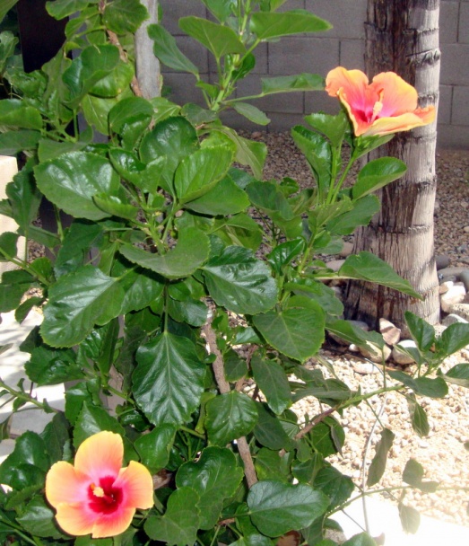 Buchty na pare s kombinovanou plnkou (fotorecept) - obrázok 9