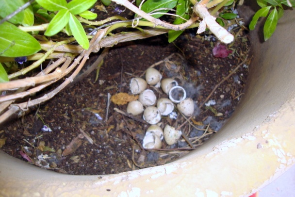 Buchty na pare s kombinovanou plnkou (fotorecept) - obrázok 10