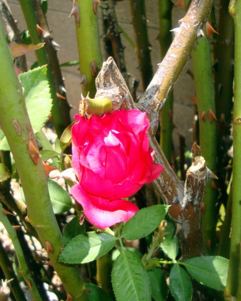 Čokoládovo-orechová roláda pani Čadovej (fotorecept) - obrázok 16