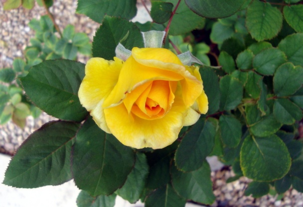 Hovädzie na pive so zeleninou (fotorecept) - obrázok 14