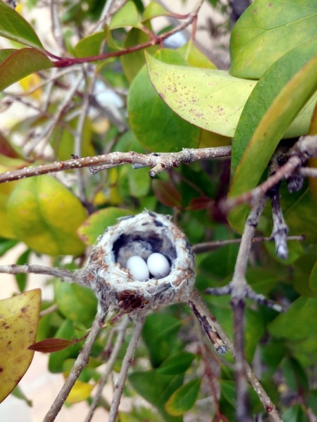 Domáci chlieb, posledný v AZ Peoria (fotorecept) - obrázok 12