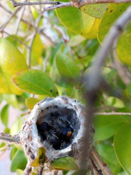 Špagety s ricottovou omáčkou a rukolou (fotorecept) - obrázok 9