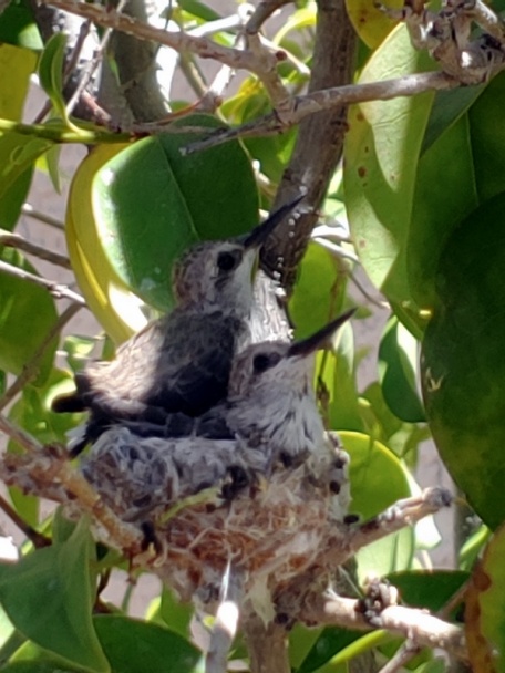 Grenadier marsh so Znojmo okrou (fotorecept) - obrázok 7