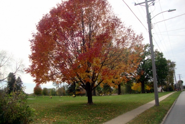 Grenadier marsh so Znojmo okrou (fotorecept) - obrázok 8